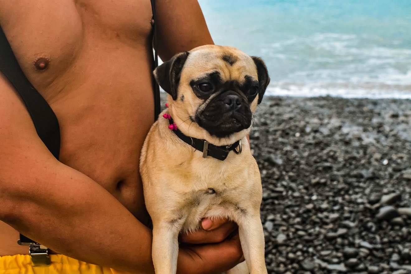 Man holding a fawn pug on a pebble beach with the ocean in the background.