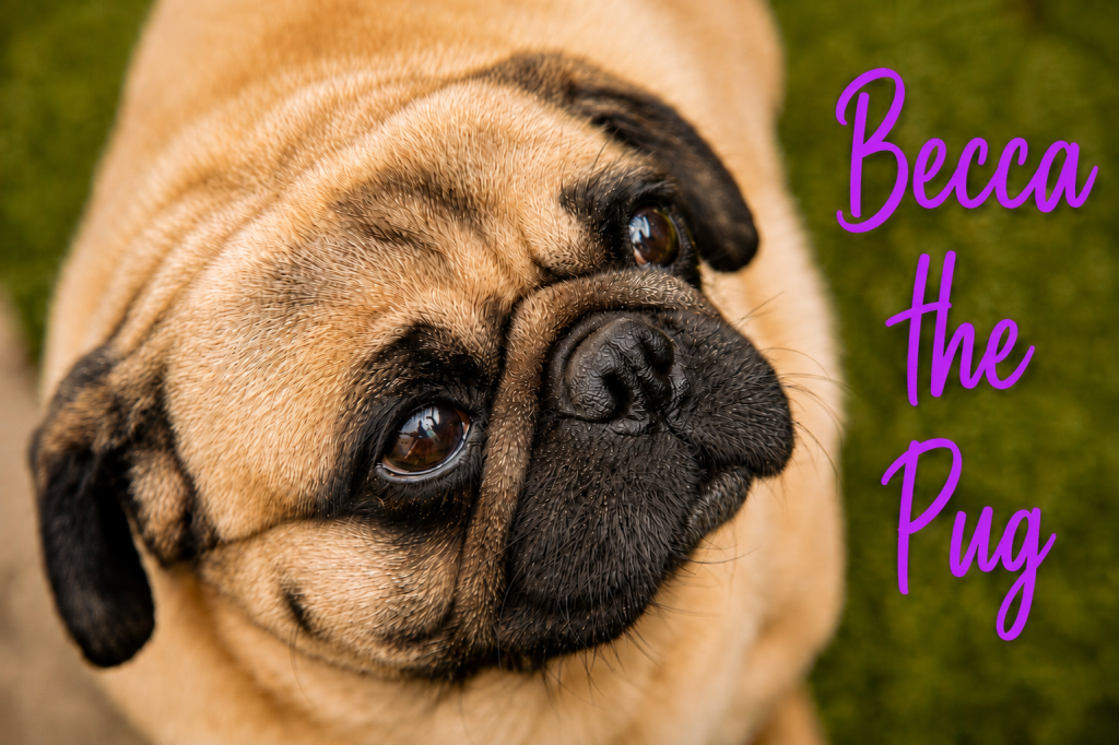 Close-up of Becca the pug looking up, with text 