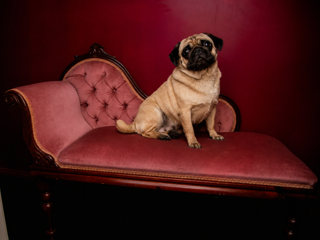 Fawn pug sits on a vintage pink chaise lounge against a dark red background.