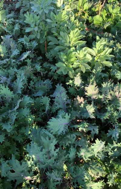 What’s fresh in the Autumn veggie patch?